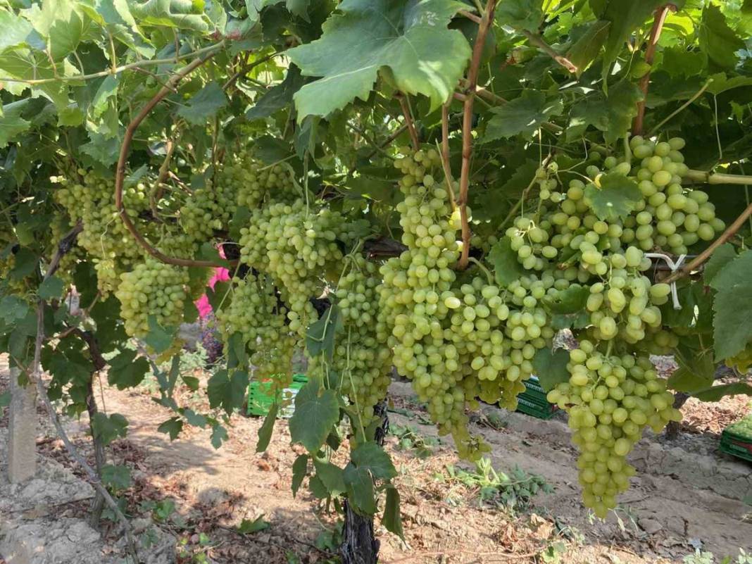 O kentte üzüm bereketi yaşanıyor: Hedef 250 bin ton! Avrupa ve Körfez ülkelerine gönderiliyor 2